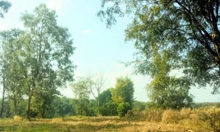 ขายที่ดิน - ที่ดินแปลงใหญ่ ขนาด 65 ไร่ ขายถูก อ.เวียงสา น่าน