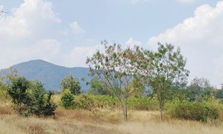 ขายที่ดิน - ขายที่ดินแปลงใหญ่ ราคาถูกมาก อ.ท่าม่วง กาญจนบุรี