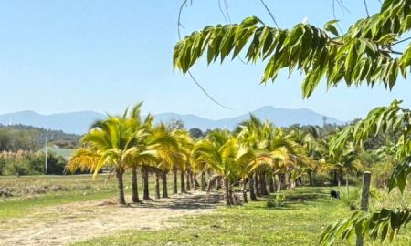ขายที่ดิน - ขายที่สวนมะพร้าวตำบลขี้เหล็กแม่ริมทำเลดีวิวดอยโฉนด
