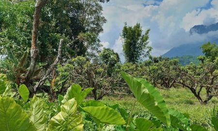 ขายที่ดิน - ขายที่สวนติดลำธารน้ำเชียงดาววิวดอยหลวงโฉนดพร้อมโอน