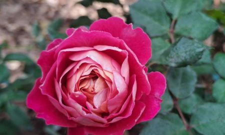 ขายที่ดิน - ร้อนเงินเจ้าของขายเองยกแปลง 2.9 ล้านมีโฉนด 3 ไร่ครึ่ง ติดแม่น้ำปิงติดถนนคอนกรีตสองด้าน ไฟฟ้าน้ำประปาพร้อม