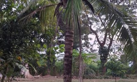 ขายที่ดิน - ขายที่สวนลำใยตำบลน้ำแพร่หางดงถมดินเรียบร้อยพร้อมโอน