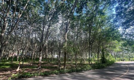 ขายที่ดิน - ขายที่ดินยกแปลง (2แปลงติดกัน) ติดถนนใหญ่ ทำเลดี อำเภอคลองหอยโข่ง จังหวัดสงขลา