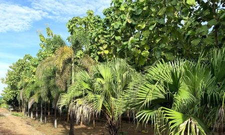 ขายที่ดิน - ขายที่ดินพร้อมสิ่งปลูกสร้าง เนื้อที่ 3 ไร่ 1 งาน 94 ตารางวา ตำบลพุแค จังหวัดสระบุรี