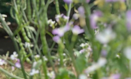 ขายที่ดิน - ขายที่ดินติดน้ำตกขนาดใหญ่วิวดอยหลวงเชียงดาวโฉนด