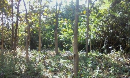 ขายที่ดิน - ขายที่ดินสวนต้นไม้สัก 1งาน 450,000บาท ถนน ไฟฟ้า ประปา ต.บ้านกาด อ.แม่วาง เชียงใหม่