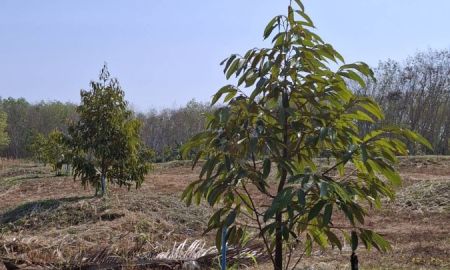 ขายที่ดิน - ขายสวนทุเรียนจำนวน6ไร่ ต.นายายอาม อ.นายายอาม จ.จันทบุรี