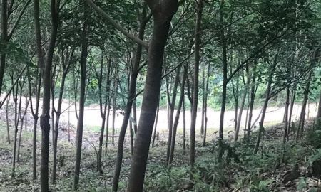 ขายที่ดิน - ขายด่วนที่ดิน วิวทะเล ทำเลสวย บรรยากาศดี เขาหลัก จังหวัดพังงา