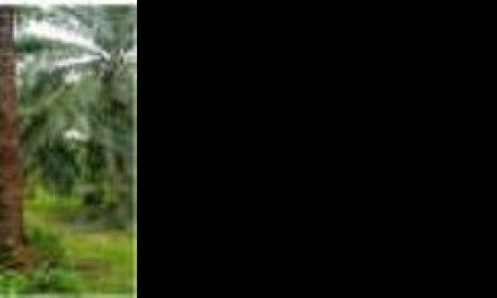 ขายที่ดิน - ขายที่ดินกลุ่มใหญ่ ต.บางน้ำจืด อ.หลังสวน จ.ชุมพร 196.27 ไร่