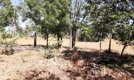 ขายที่ดิน - ขายที่ดินถูกมาก 51 ไร่ ติดถนนใหญ่ สระบุรี-หล่มสัก อยู่ตรงข้ามบริษัทขนส่ง อำเภอหนองไผ่ จ.เพชรบูรณ์