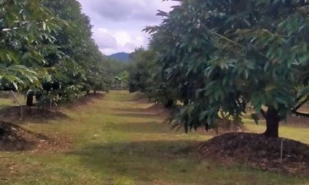 ขายที่ดิน - สวนทุเรียนหมอนทอง190ไร่ ต.เขาวงกต อ.แก่งหางแมว จ.จันทบุรี