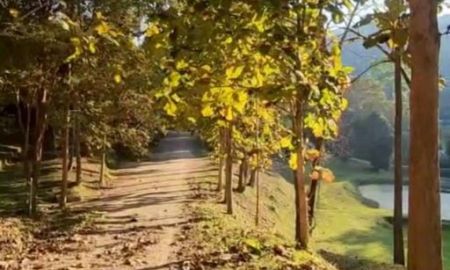 ขายที่ดิน - ขายที่ดินพร้อมต้นสักมีลำธารน้ำห่างโรงเรียนนานาชาติเปรม 500เมตร