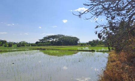 ขายที่ดิน - ขายด่วนขายถูกไร่นาสวนผสมมีโฉนด 6ไร่กว่า บ้านหนองผ้าขาว ต.น้ำดิบ อ.ป่าซาง จ.ลำพูน