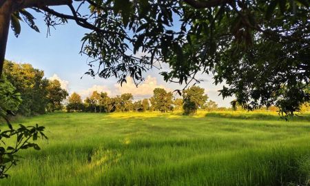 ขายที่ดิน - ขายด่วนที่ดิน 18-2-84 ตร.ว. ตัวเมืองชัยภูมิ ทำเลดีเยี่ยม ลดจาก 25 เหลือ 17 ล้านบาท ลดไป 32% ถูกที่สุดในทำเลนี้