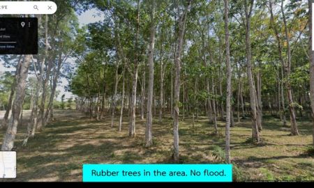 ให้เช่าที่ดิน - ให้เช่า ที่ดินแปลงสวยทำเลดี ภูเก็ต เหมาะสำหรับทำโฮมสเตย์ ร้านอาหาร คาเฟ่ สปา โยคะ ค่ายมวย ที่จอดรถ หรือคลังสินค้า