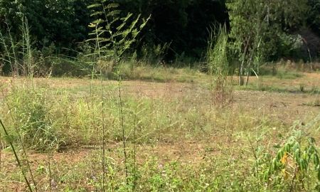 ขายที่ดิน - ขายถูกยกแปลง ที่ดินถมแล้วพร้อมสร้างบ้าน ซอย 8 แสงประทีป หมู่ 1 ต.ท่าสาย อ.เมืองเชียงราย เนื้อที่ 12-1-61.2 ไร่