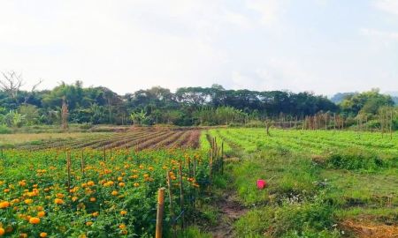 ขายที่ดิน - ที่ดิน 5 ไร่ บนดอยอินทนนท์ ติดลำน้ำแม่กลาง จอมทอง เชียงใหม่ ขนาด 5 ไร่ 2 งาน 42 ตร.วา (โฉนด)