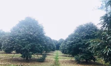 ขายที่ดิน - ต้องการหาเจ้าของสวนคนใหม่ครับ โฉนด95ไร่สวนทุเรียนหมอนทอง อยู่อ.แกลง จ.ระยอง