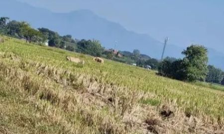 ขายที่ดิน - ขาย-เช่าที่ดินตำบลร้องวัวแดงสันกำแพงแปลงใหญ่โฉนดพร้อมโอน