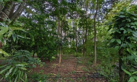 ขายที่ดิน - ขายที่ดินสวนป่า 17 ไร่ ราคาต่ำกว่าตลาดเกือบครึ่ง! อ.เขาฉกรรจ์ จ.สระแก้วพร้อมต้นไม้ป่านานาชนิดอายุกว่า 30 ปี