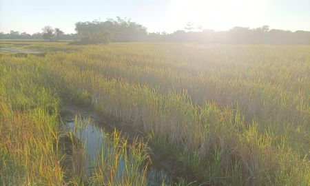 ขายที่ดิน - ขายที่ดิน 9ไร่3งาน ต.ป่าป้อง อ.ดอยสะเก็ด จ.เชียงใหม่