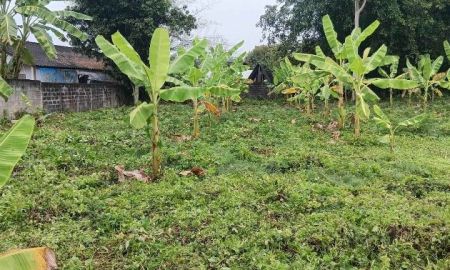 ขายที่ดิน - ขายที่ดินตำบลหนองผึ้งสารภีห่างถนนต้นยางเพียง 500เมตร