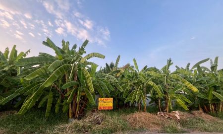 ขายที่ดิน - ขายที่ดินเปล่า ในหมู่บ้านเอื้ออาทร 5/2 คลองหลวง