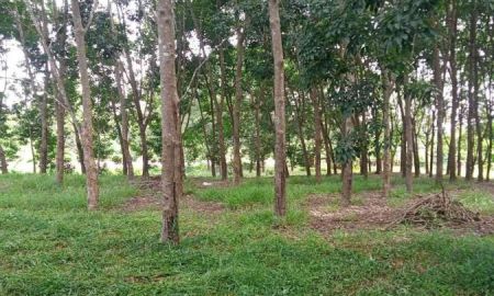 ขายที่ดิน - ขายสวนยาง 3.1ไร่ 60 ตรว ติดถนนสายหลัก ทำเลดี อำเภอขุนตาล จังหวัดเชียงราย