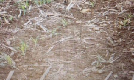 ขายที่ดิน - Large land on sale Tak ขายที่ดินแปลงใหญ่ แม่สอด โฉนด 99 ไร่ ตาก