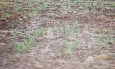 ขายที่ดิน - ขายที่ดินแปลงใหญ่ 76 ไร่ แม่สอด Land for sale, 76 rais Chanote at Tak