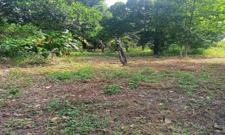 ขายที่ดิน - ขายที่ดินสุรศักดิ์ ศรีราชา 200 ตร.วา ใกล้แหล่งชุมชน ติดถนน TP-L1866