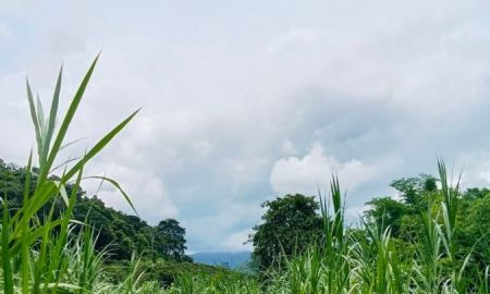 ขายที่ดิน - ขายที่ดินบ้านช้างแม่แตงติดน้ำวิวภูเขาโฉนดพร้อมโอน