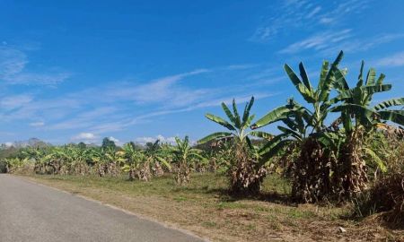ขายที่ดิน - ขายที่สวนติดถนนคอนกรีตตำบลป่าไผ่สันทรายใกล้สวนนงนุชพร้อมโอน