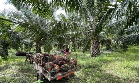 ขายที่ดิน - ขายสวนปาล์มให้ผลผลิตแล้ว 17-1-2.6 วา ใกล้สี่แยกดงบัง พร้อมเก็บผลผลิตได้ทันที มีรายได้ 100,000 บาทต่อเดือน ตำบลบึงโขงหลง อำเภอบึงโขงหลง จังหวัดบึงกาฬ
