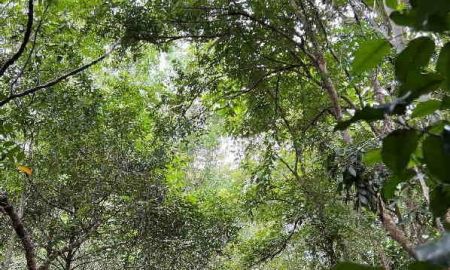 ขายที่ดิน - ขายที่ดินสวนป่า สวนผลไม้ และ บ้านพัก เนื้อที่ดิน 72 ไร่ 20.5 ตารางวา จ.ระยอง