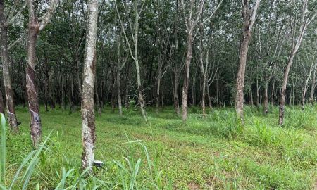 ขายที่ดิน - ขายที่ดินแปลงสวย โซนห้างสูง หนองใหญ่ ชลบุรี