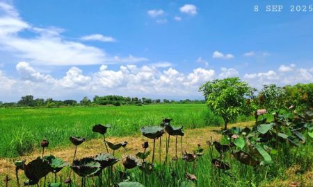 ขายที่ดิน - สวยครบในแปลงเดียว ร้อนเงินเจ้าของขายเองมีโฉนด 2 ไร่ครึ่งขายยกแปลงเพียง 790,000 บาทรวมโอน