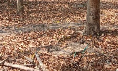 ขายที่ดิน - ที่ดินแบ่งขายแปลงละ 200 บาท ใกล้พุทธสถานเจ้าแม่กวนอิมใกล้พรีเมี่ยม outletตำบลเขาใหญ่ชะอำเพชรบุรี