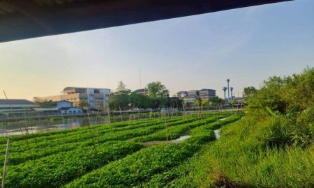 ขายที่ดิน - ขายที่ดินเปล่า ตืดแม่น้ำท่าจีน ตรงสุดหมู่บ้านกฤษดานคร 27 มารีน่า หอมเกร็ด สามพราน นครปฐม ราคาดีทำเลดีมาก