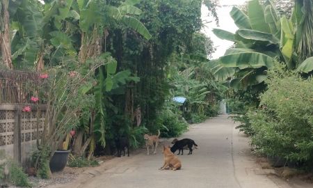 ขายที่ดิน - ที่ดินซอยบางศรีเมือง21 เนื้อที่ 102 ตรว. (ก.20 ม. ลึก 19 ม.) ที่ดินเปล่าถมเสมอถนน เข้าซอย 240 ม. *ใกล้ตลาดชาวสยาม 350 ม.