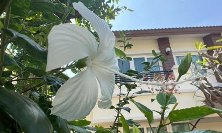 ให้เช่าบ้าน - 25,000.- ให้เช่า ขาย6.39ล้าน นำค่าเช่าไปหักราคาขายได้1ปี บ้านเดี่ยว2ชั้น สภาพใหม่ ร่มรื่น สงบ เพื่อนบ้านน่ารักเนื้อที่54ตรว.