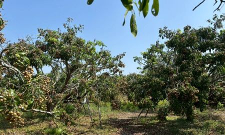 ขายที่ดิน - ขายด่วน ที่ดินสวนลำไยทำเลดี อ.หางดง จ.เชียงใหม่