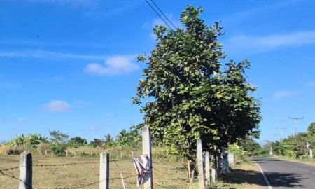 ขายที่ดิน - ที่นาแปลงสวย ติดถนนลาดยาง ในชุมชน อ.นางรอง บุรีรัมย์