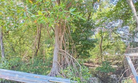 ขายที่ดิน - ขายที่ดิน 4 ไร่ 29 ตารางวา ซอยเทศบาลคลองด่าน 8/5 ตำบลคลองด่าน อำเภอบางบ่อ จังหวัดสมุทรปราการ