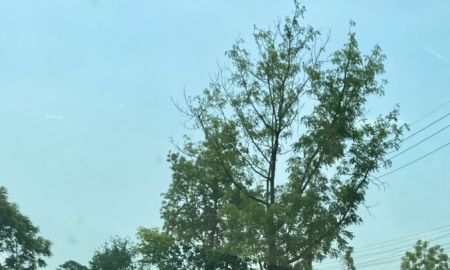 ขายที่ดิน - ขายที่ดินเปล่า เนื้อที่ 37 ไร่ 35.2 ตารางวา ต.สระลงเรือ อ.ห้วยกระเจา จ.กาญจนบุรี