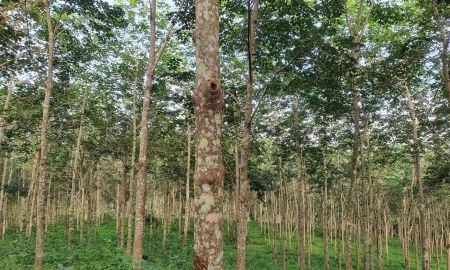 ขายที่ดิน - ขายที่ดินเปล่า 339-1-17 ไร่ (ต.ทุ่งห้วช้าง อ.ทุ่งหัวช้าง จ.ลำพูน)