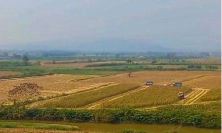 ขายที่ดิน - ขายที่ดินเปล่า(วิวทุ่งนา) 606-2-73 ไร่ ต.เกาะช้าง อ.แม่สาย จ.เชียงราย