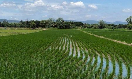 ขายที่ดิน - ขายที่ดินลาดบัวขาว 6 ไร่ ใกล้ถนนเส้นมิตรภาพ2-1.6กม. อ.สีคิ้ว จ.นครราชสีมา