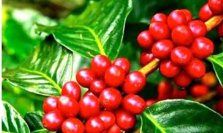 ขายที่ดิน - ขายสวนกาแฟอาราบิก้า 539 ไร่ ต.เทพเสด็จ อ.ดอยสะเก็ด จ.เชียงใหม่