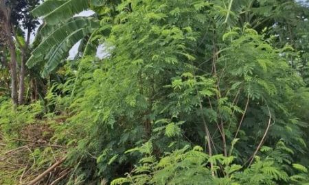 ขายที่ดิน - ขายที่ดินถมแล้ว 6 ไร่เศษ ใกล้อ่างเก็บน้ำรัชโลทร ต.วัดสุวรรณ อ.บ่อทอง จ.ชลบุรี